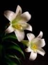 Easterlily